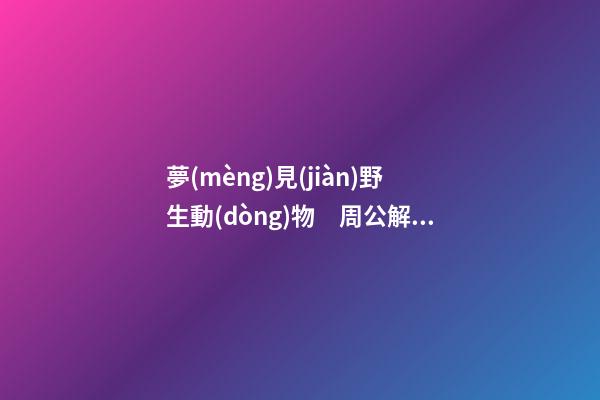 夢(mèng)見(jiàn)野生動(dòng)物　周公解夢(mèng)之夢(mèng)到野生動(dòng)物